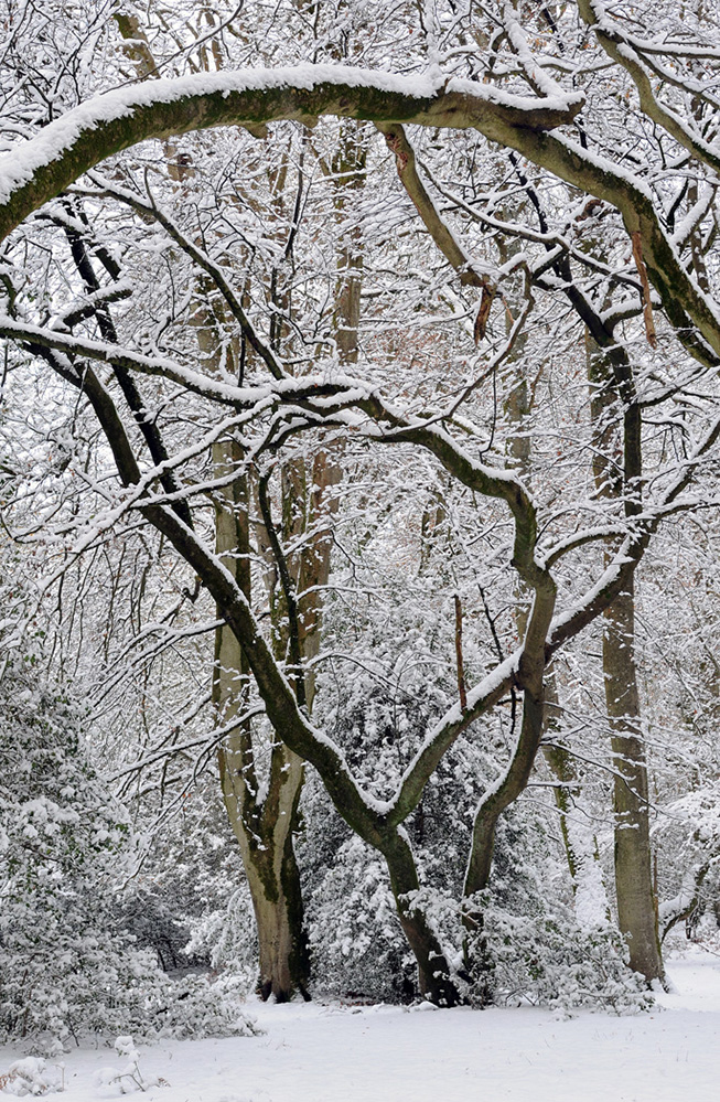 Winter Snow Scene in Bramshaw Wood